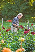 WITHYPITTS DAHLIAS  SUSSEX: OWNER RICHARD RAMSEY CUTTING DAHLIAS IN THE NURSERY