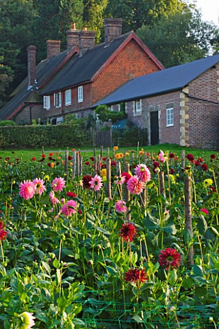 WITHYPITTS_DAHLIAS__SUSSEX_DAHLIAS_GROWING_IN_THE_NUSERY__EVENING_LIGHT