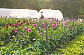 WITHYPITTS DAHLIAS  SUSSEX: DAHLIAS GROWING IN THE NUSERY - EVENING LIGHT