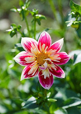 WITHYPITTS_DAHLIAS__SUSSEX_CLOSE_UP_OF_COLLERETTE_SEEDLING_DAHLIA