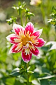 WITHYPITTS DAHLIAS  SUSSEX: CLOSE UP OF COLLERETTE SEEDLING DAHLIA