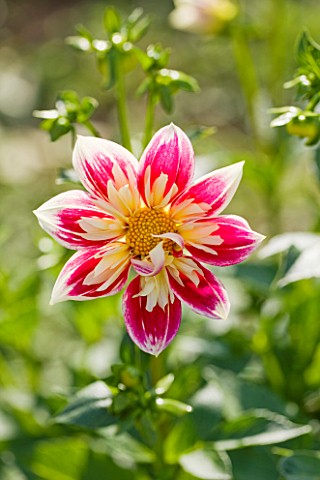 WITHYPITTS_DAHLIAS__SUSSEX_CLOSE_UP_OF_COLLERETTE_SEEDLING_DAHLIA