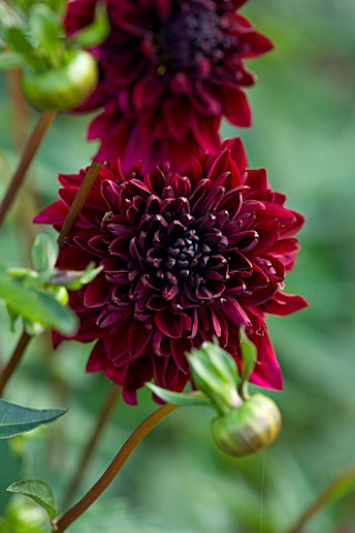 WITHYPITTS_DAHLIAS__SUSSEX_CLOSE_UP_OF_DAHLIA_COMET