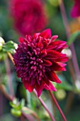 WITHYPITTS DAHLIAS  SUSSEX: CLOSE UP OF DAHLIA COMET