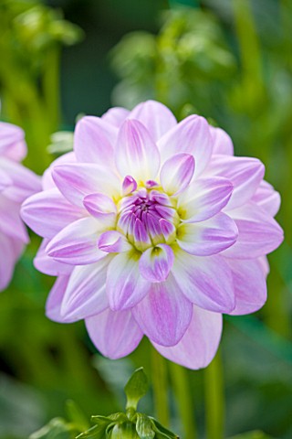 WITHYPITTS_DAHLIAS__SUSSEX_CLOSE_UP_OF_DAHLIA_TWILIGHT_TIME