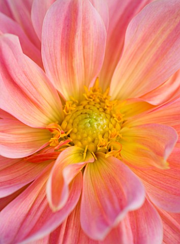 WITHYPITTS_DAHLIAS__SUSSEX_CLOSE_UP_OF_DAHLIA_YVONNE