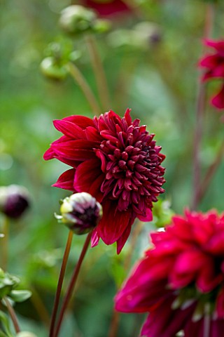 WITHYPITTS_DAHLIAS__SUSSEX_CLOSE_UP_OF_DAHLIA_COMET