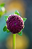 WITHYPITTS DAHLIAS  SUSSEX: CLOSE UP OF EMERGING FLOWER OF DAHLIA BLACK WIZARD