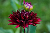 WITHYPITTS DAHLIAS  SUSSEX: CLOSE UP OF DAHLIA BLACK WIZARD