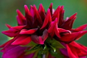 WITHYPITTS DAHLIAS  SUSSEX: CLOSE UP OF DAHLIA BLACK WIZARD