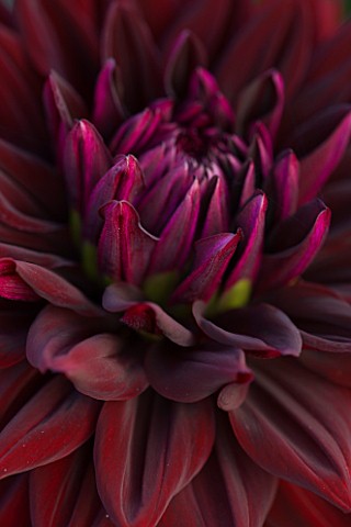 WITHYPITTS_DAHLIAS__SUSSEX_CLOSE_UP_OF_DAHLIA_BLACK_WIZARD