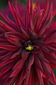 WITHYPITTS DAHLIAS  SUSSEX: CLOSE UP OF DAHLIA BLACK NARCISSUS
