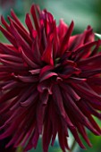 WITHYPITTS DAHLIAS  SUSSEX: CLOSE UP OF DAHLIA BLACK NARCISSUS