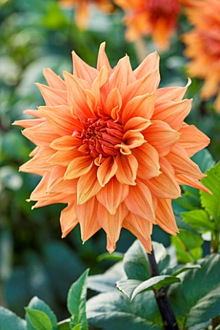 WITHYPITTS_DAHLIAS__SUSSEX_CLOSE_UP_OF_DAHLIA_COLOUR_SPECTACLE