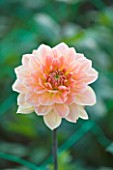 WITHYPITTS DAHLIAS  SUSSEX: CLOSE UP OF DAHLIA APRICOT DESIRE