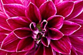 WITHYPITTS DAHLIAS  SUSSEX: CLOSE UP OF DAHLIA PURPLE PEARL