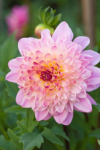 WITHYPITTS_DAHLIAS__SUSSEX_CLOSE_UP_OF_DAHLIA_TAKE_OFF