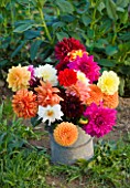 WITHYPITTS DAHLIAS  SUSSEX: CUT DAHLIAS IN A BUCKET