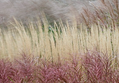 GRASSES_BLOWING_IN_THE_WIND__SLOW_EXPOSURE_TO_CAPTURE_MOVEMENT_KEW_GARDENS__SURREY