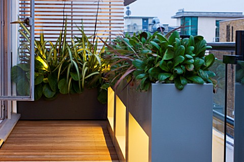ZIGGURAT_ROOF_GARDEN_BY_AMIR_SCHLEZINGER__MY_LANDSCAPES_LIGHTING_CONTAINERS_PLANTED_WITH_ASPLENIUM_S