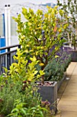 KINGS CHELSEA ROOF GARDEN BY AMIR SCHLEZINGER  MY LANDSCAPES: CONTAINER WITH HERBS AND A LEMON TREE WITH CHELSEA FOOTBALL GROUND IN BACKGROUND