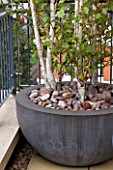 KINGS CHELSEA ROOF GARDEN BY AMIR SCHLEZINGER  MY LANDSCAPES: CONTAINER PLANTED WITH BETULA PENDULA