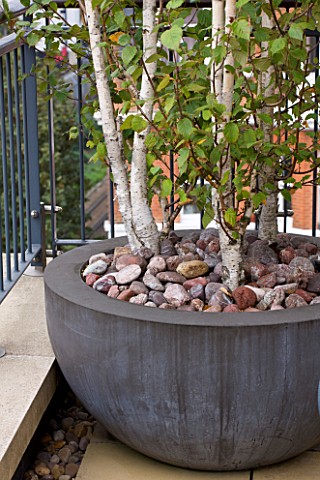 KINGS_CHELSEA_ROOF_GARDEN_BY_AMIR_SCHLEZINGER__MY_LANDSCAPES_CONTAINER_PLANTED_WITH_BETULA_PENDULA