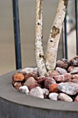 KINGS CHELSEA ROOF GARDEN BY AMIR SCHLEZINGER  MY LANDSCAPES: CONTAINER WITH RED COBBLE MULCH AND STEMS OF BETULA PENDULA
