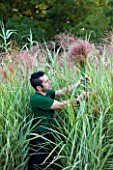 CHATEAU DE CHENONCEAU  FRANCE: FLORIST DAVID HOGUET PICKS MISCANTHUS FOR A FLOWER DISPLAY IN THE CHATEAU IN THE POTAGER/ CUTTING GARDEN  MORNING LIGHT