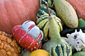 CHATEAU DE CHENONCEAU  FRANCE: PUMPKINS AND GOURDS IN THE CUTTING GARDEN/ POTAGER