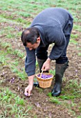 SAMUEL PUGNERE SAFFRON FARM  LOIRE VALLEY FRANCE: SAMUEL PICKING THE FLOWERS OF CROCUS SATIVUS IN HIS FIELD