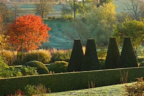 PETTIFERS_GARDEN__OXFORDSHIRE__IN_AUTUMN_SORBUS_JOSEPH_ROCK_BELOW_THE_PARTERRE_OF_CLIPPED_BOX_AND_YE