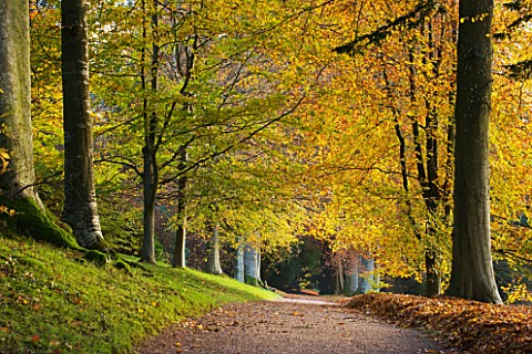 KILLERTON_DEVON_THE_NATIONAL_TRUST_AVENUE_OF_BEECH_TREES_IN_THE_WOODLAND_IN_AUTUMN_TREE_TREES_PATH_P