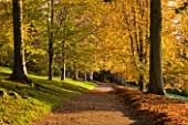 KILLERTON, DEVON: THE NATIONAL TRUST: AVENUE OF BEECH TREES IN THE WOODLAND IN AUTUMN. TREE, TREES, PATH, PATHS