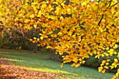 KILLERTON, DEVON: THE NATIONAL TRUST: GOLDEN YELLOW LEAVES OF A BEECH TREE IN THE WOODLAND IN AUTUMN. TREES, PATH, PATHS, LEAF