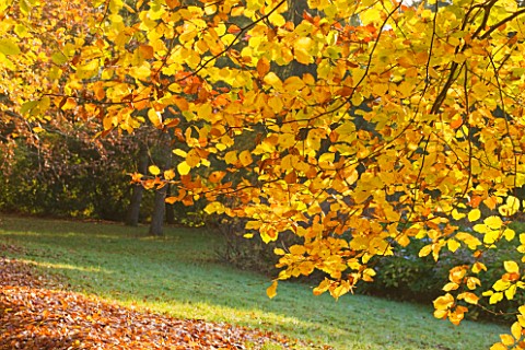 KILLERTON_DEVON_THE_NATIONAL_TRUST_GOLDEN_YELLOW_LEAVES_OF_A_BEECH_TREE_IN_THE_WOODLAND_IN_AUTUMN_TR