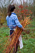COMMON FARM FLOWERS. SOMERSET: EMILY CUTS AND GATHERS BUNDLES OF PLIABLE CORAL BARK WILLOW FROM THE FARM READY FOR FESTIVE WREATH-MAKING.