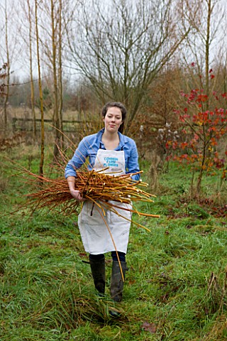 COMMON_FARM_FLOWERS_SOMERSET_EMILY_CUTS_AND_GATHERS_BUNDLES_OF_PLIABLE_CORAL_BARK_WILLOW_FROM_THE_FA