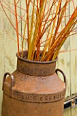 COMMON FARM FLOWERS. SOMERSET: COPPICED STEMS OF CORAL AND GOLDEN WILLOW DECORATE AN OLD MILK CHURN.