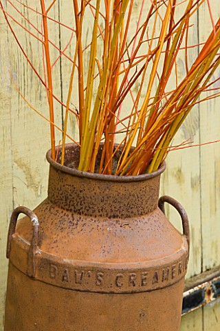 COMMON_FARM_FLOWERS_SOMERSET_COPPICED_STEMS_OF_CORAL_AND_GOLDEN_WILLOW_DECORATE_AN_OLD_MILK_CHURN