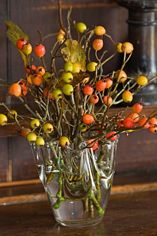 COMMON_FARM_FLOWERS_SOMERSET_NATURAL_DISPLAY_OF_MIXED_ROSEHIPS_FROM_THE_GARDEN_AND_THE_HEDGEROW_IN_G