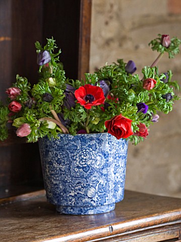 COMMON_FARM_FLOWERS_SOMERSET_BRITISH_GROWN_BOUQUET_OF_MIXED_ANEMONE_DE_CAEN_IN_BLUE_AND_WHITE_PLANTE
