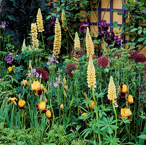 INFORMAL_PLANTING_OF_ALLIUMS__LUPINS_AND_IRISES_CHELSEA_1993_NATIONAL_ASTHMA_CAMPAIGN_GARDEN_DESIGNE