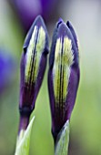 CLOCLOSE UP OF IRIS RETICULATA AT JACQUES AMAND  MIDDLESEX: IRIS RETICULATA PALM SPRINGS