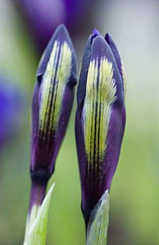 CLOCLOSE_UP_OF_IRIS_RETICULATA_AT_JACQUES_AMAND__MIDDLESEX_IRIS_RETICULATA_PALM_SPRINGS