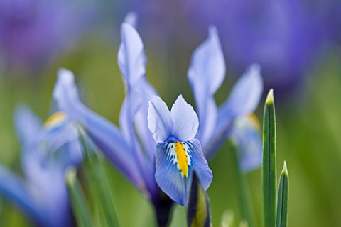 CLOSE_UP_OF_IRIS_RETICULATA_AT_JACQUES_AMAND__MIDDLESEX_IRIS_RETICULATA_KUH__E__ABR__IST_DISCOVERED_