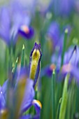 CLOSE UP OF EMERGING BUD OF IRIS RETICULATA AT JACQUES AMAND  MIDDLESEX: IRIS RETICULATA EDWARD