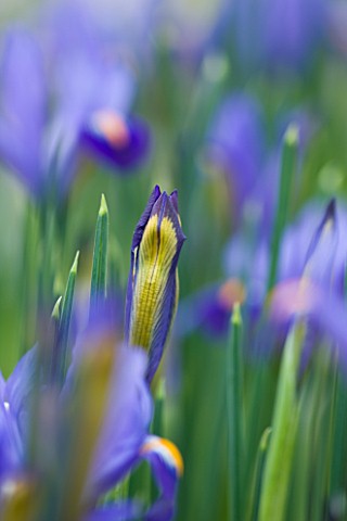 CLOSE_UP_OF_EMERGING_BUD_OF_IRIS_RETICULATA_AT_JACQUES_AMAND__MIDDLESEX_IRIS_RETICULATA_EDWARD