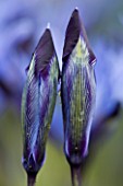 CLOSE UP OF EMERGING BUDS OF IRIS RETICULATA AT JACQUES AMAND  MIDDLESEX: IRIS RETICULATA HALKIS