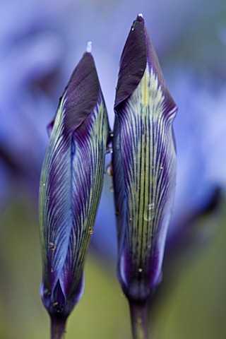CLOSE_UP_OF_EMERGING_BUDS_OF_IRIS_RETICULATA_AT_JACQUES_AMAND__MIDDLESEX_IRIS_RETICULATA_HALKIS